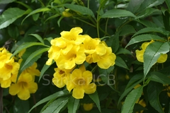 Tecoma stans